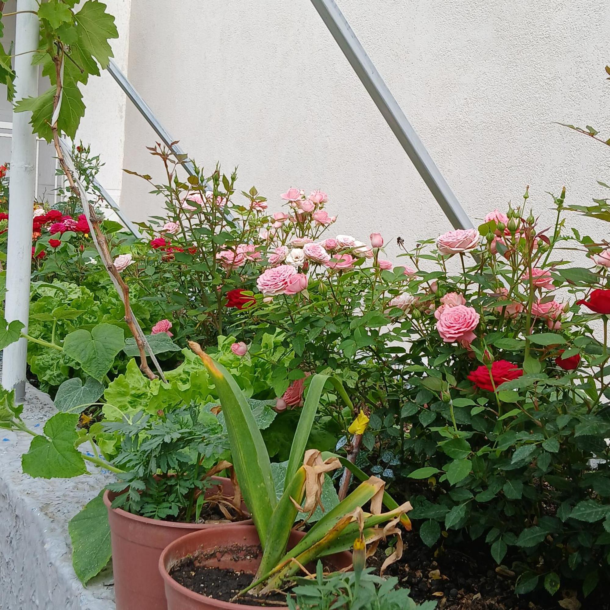 Villa Oasis Berat Zewnętrze zdjęcie